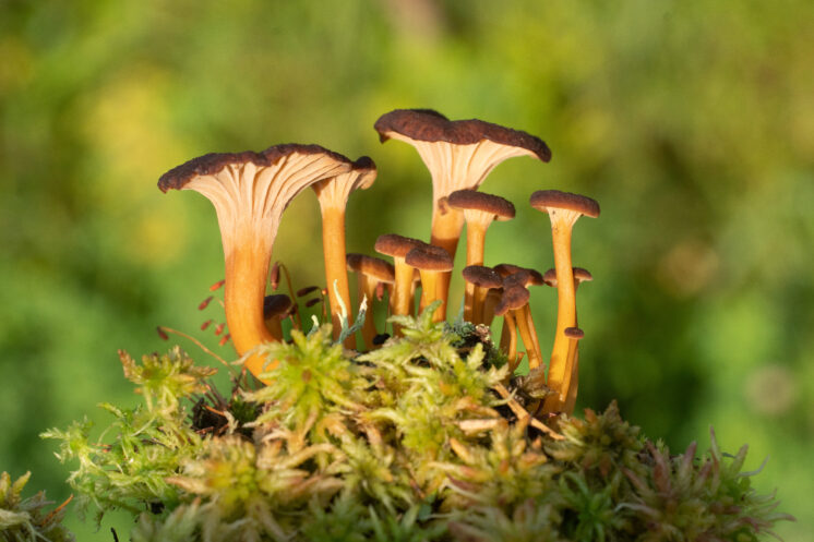Craterellus tubaeformis Cantharellus tubaeformis Chanterelle bushwhacking south of end of Warren Woessner Bog Boardwalk at Warren Nelson Memorial Bog Sax Zim Bog MN DSC05551