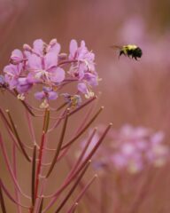 Fireweed Bee Cook Co MN