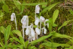 Monotropa uniflora Indian Pipe Cotton School Forest Sax Zim Bog MN IMG