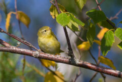 Tennessee Warbler female first winter Warren Woessner Bog Boardwalk at Warren Nelson Memorial Bog Sax Zim Bog MN IMG