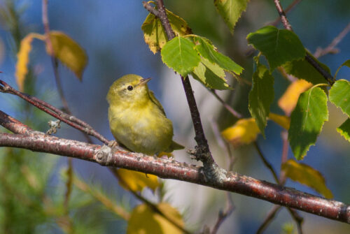 Tennessee Warbler female first winter Warren Woessner Bog Boardwalk at Warren Nelson Memorial Bog Sax Zim Bog MN IMG
