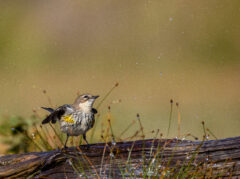 Yellow rumped Warbler pool photo blinds Laguna Seca Ranch LRGV Lower Rio Grande Valley TX IMGC5669