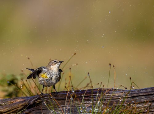 Yellow rumped Warbler pool photo blinds Laguna Seca Ranch LRGV Lower Rio Grande Valley TX IMGC5669
