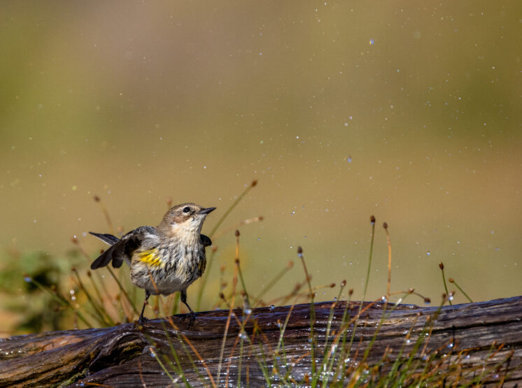 Yellow rumped Warbler pool photo blinds Laguna Seca Ranch LRGV Lower Rio Grande Valley TX IMGC5669