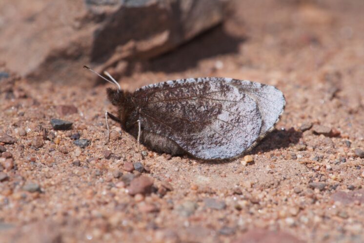 Alpine Red disked Alpine Erebia discoidalis McDavitt Road Sax Zim Bog MN IMG 011486 CR2