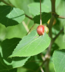 Aspen leaf gall