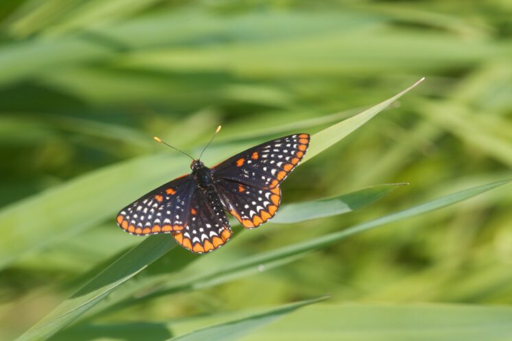 Checkerspot Baltimore Checkerspot Euphydryas phaeton Sax Zim Bog MN IMG 0059561 CR2