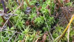 Chrome sphagnum