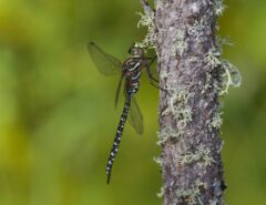 Darner Subarctic Darner Aeshna subarctica Breitzman Lk Douglas Co WI IMG
