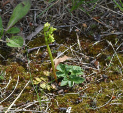 Grapefern