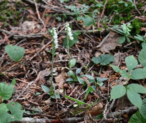 Lesser rattlesnake plantain