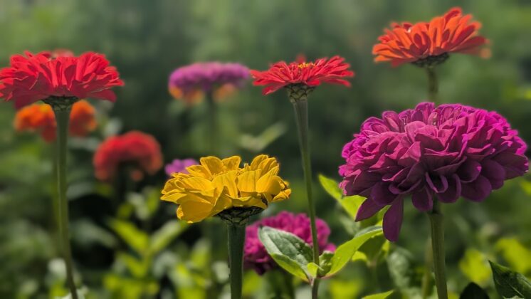 Beautiful cut flower bed