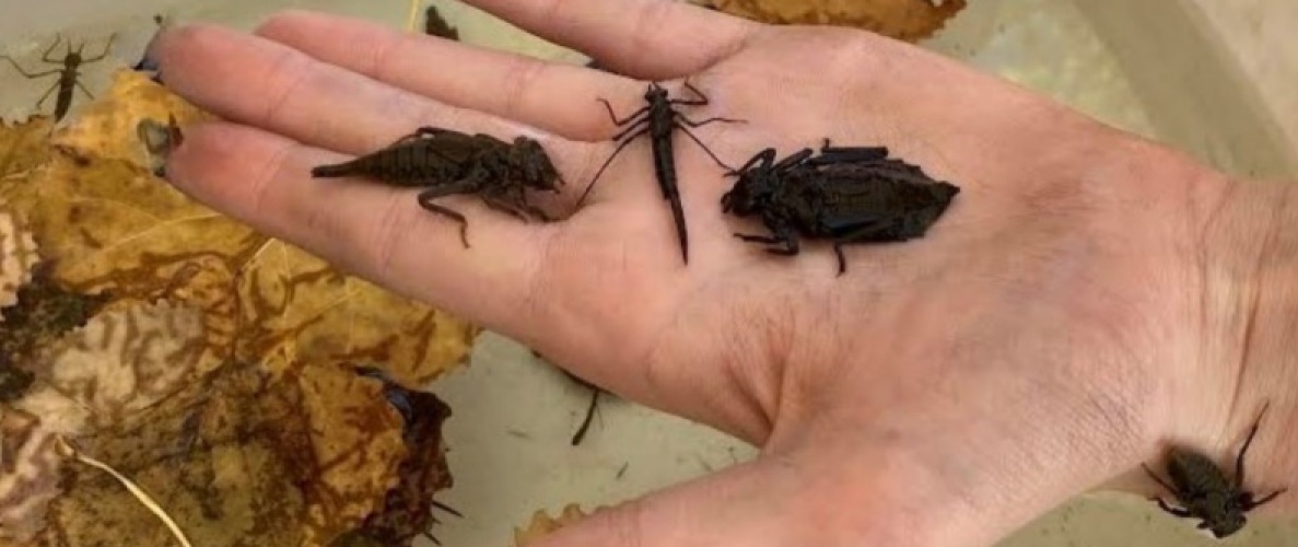 Bugs at the Library