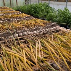 How to grow garlic