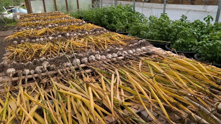 How to grow garlic