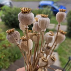 Seed Saving