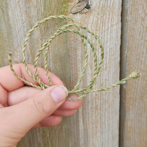 Cattail Cordage (1)