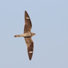 Common Nighthawk Sean McLaughlin