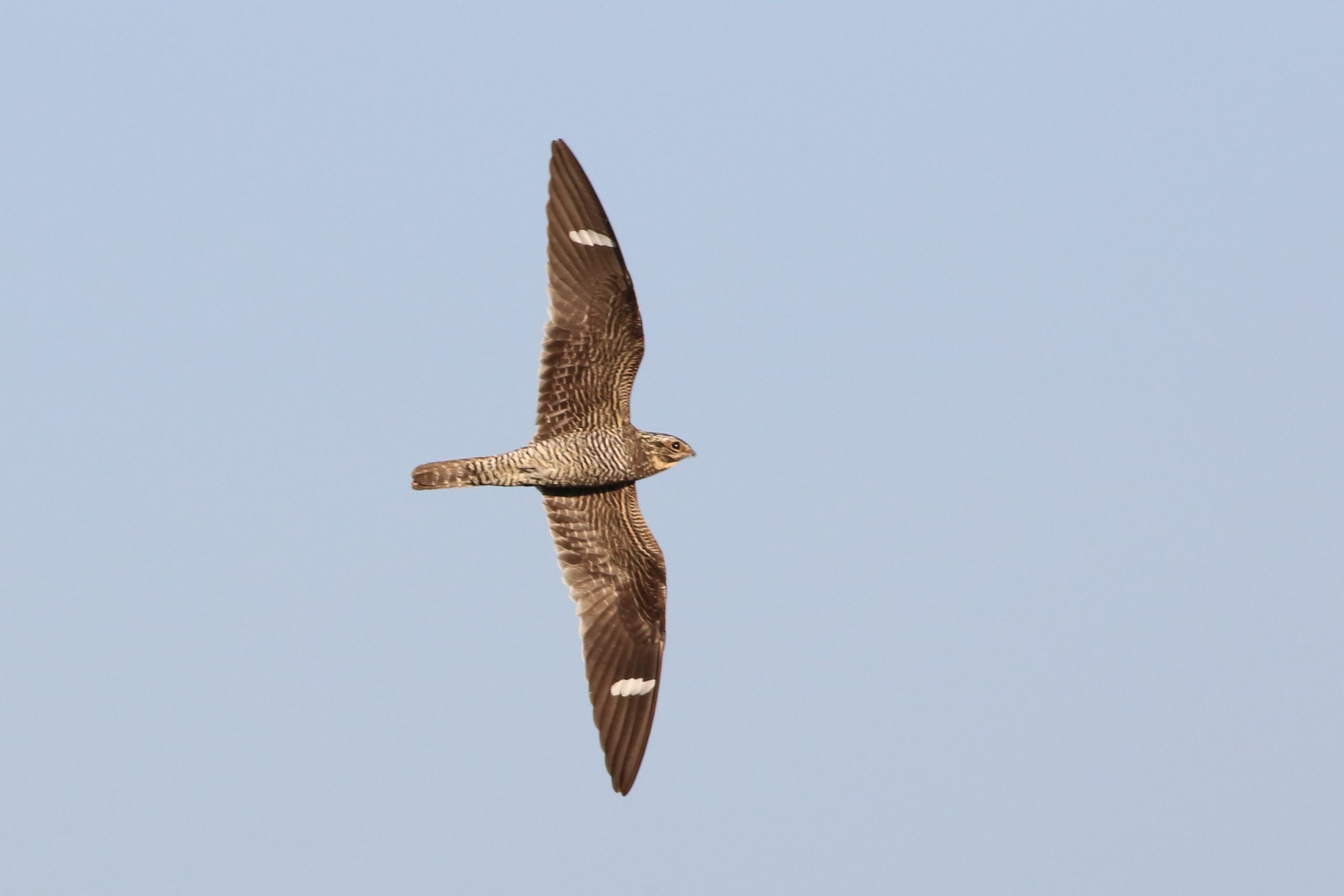Common Nighthawk Sean McLaughlin