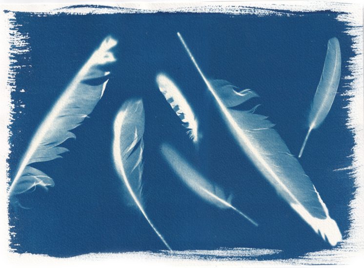 Feathers