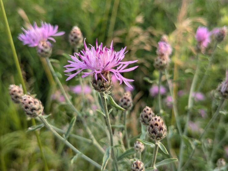 Spotted Knapweed