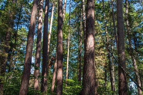 Sna forest pine minnesota point