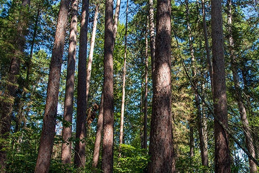 Sna forest pine minnesota point