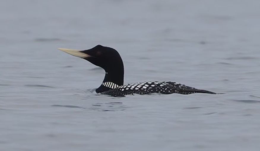 Yellow Billed Loon