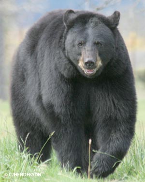 Blackbear2