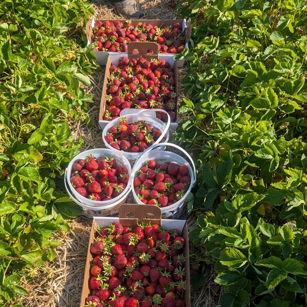 Berry Field
