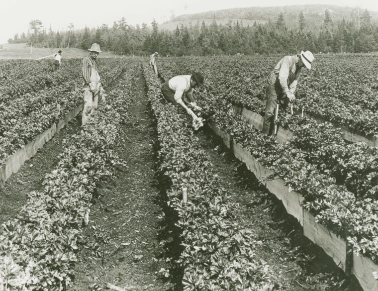 Celery Picking Hartley
