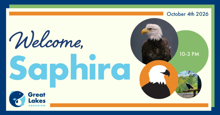 Bald Eagle Welcome Party
