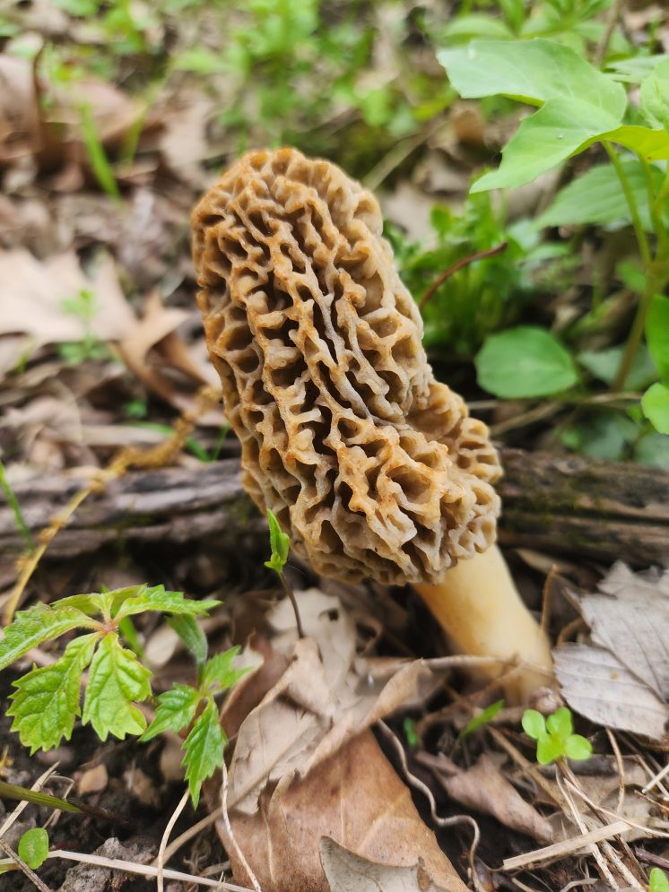 Wild Mushrooms 101 (1)