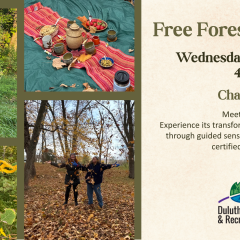 Forest bathing october
