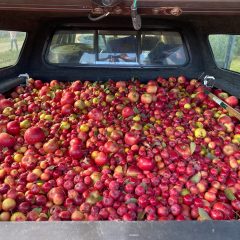 Apple Truck Picture