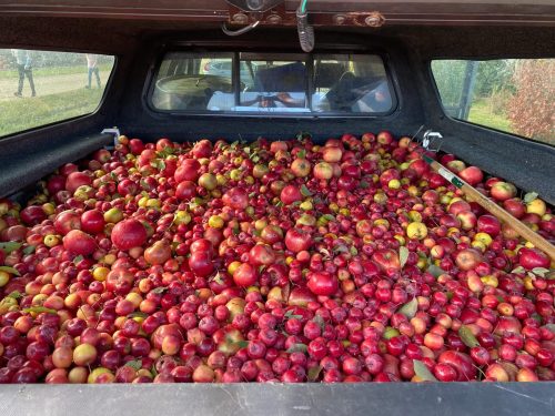 Apple Truck Picture