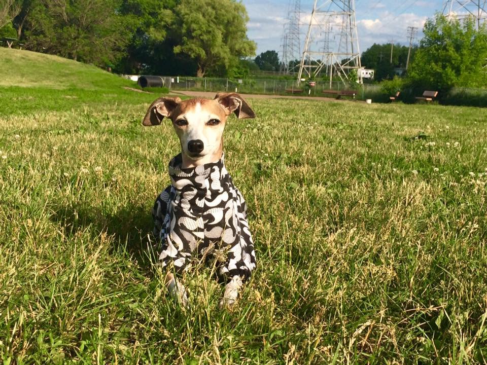 Howl o Ween