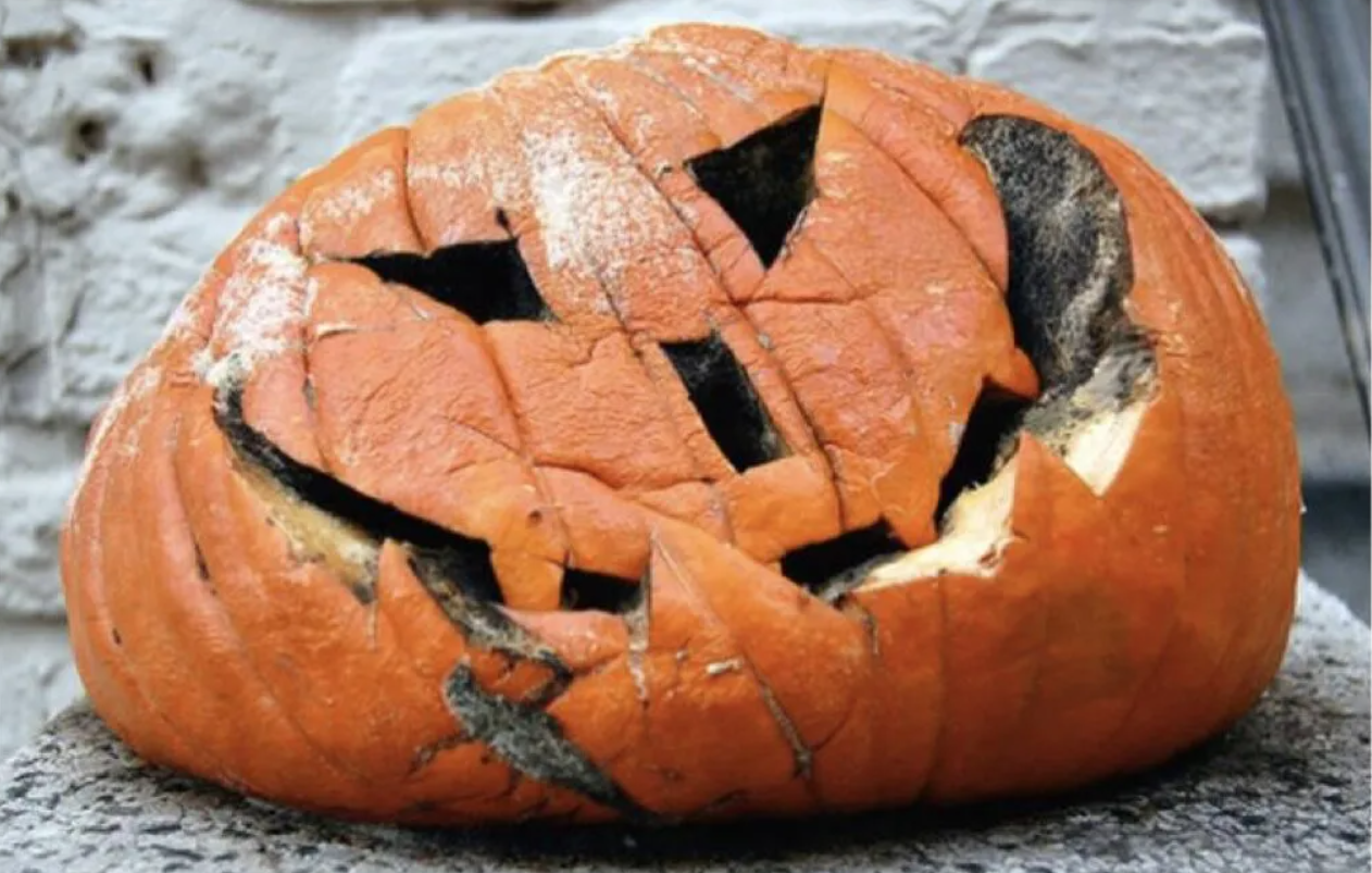 Rotting Jack o Lantern
